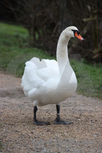 Green swan aquatic animal bird.