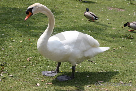 Green swan bird aquatic animal.