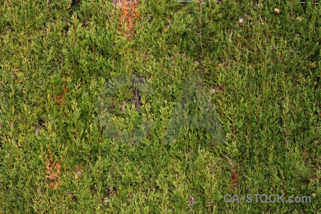 Green texture grass nature.