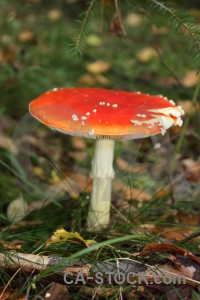 Green toadstool fungus orange mushroom.