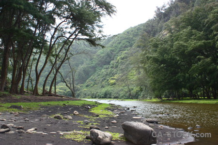 Green tree.