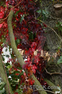 Green tree branch leaf red.