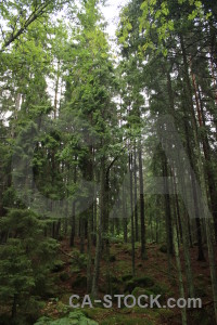 Green tree forest.