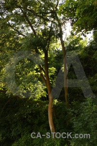 Green tree forest.