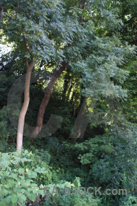 Green tree forest.