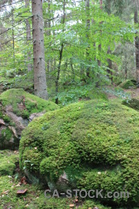 Green tree forest.