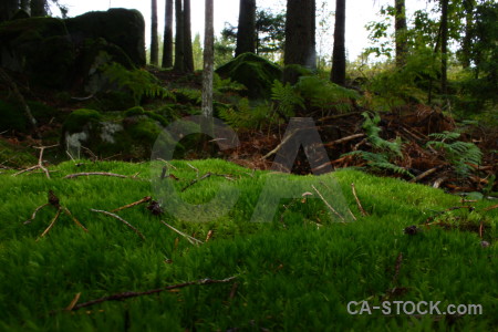 Green tree forest.