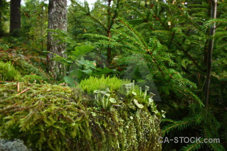 Green tree forest.