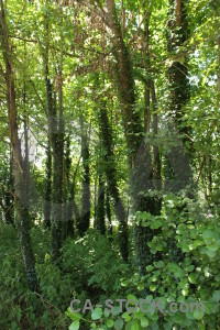 Green tree forest.