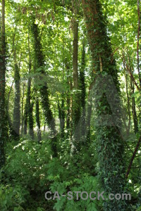 Green tree forest.