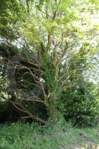 Green tree forest.