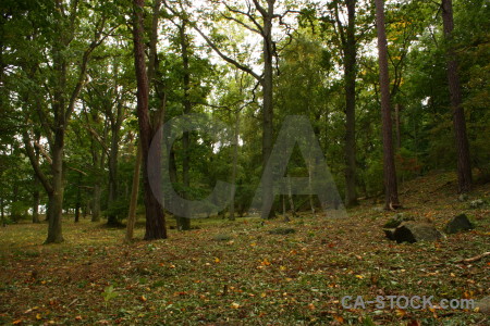 Green tree forest.