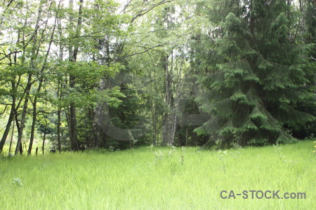 Green tree forest.