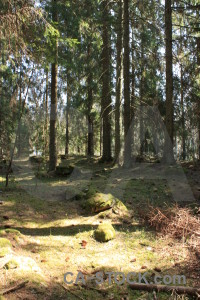 Green tree forest.