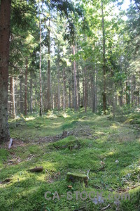 Green tree forest.