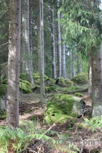 Green tree forest.