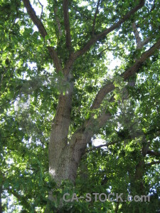 Green tree leaf branch.