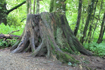 Green tree leaf branch stump.