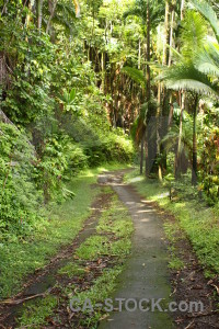 Green tree path.