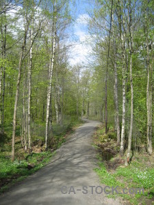 Green tree path.