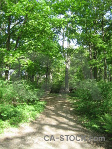 Green tree path.