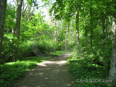 Green tree path.