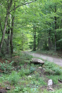 Green tree path.