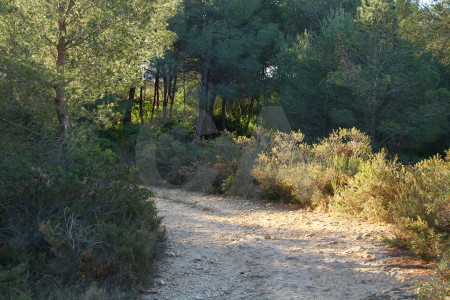 Green tree path.