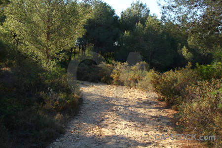 Green tree path.