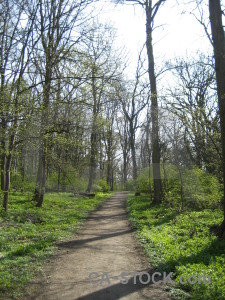 Green tree path white.