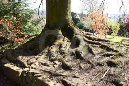 Green tree root white.