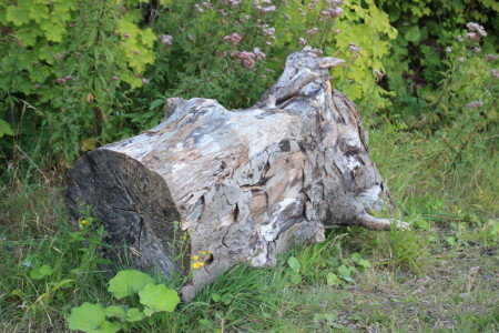 Green tree stump.