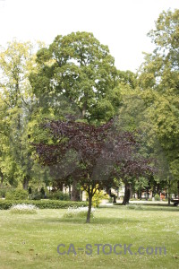 Green tree white.