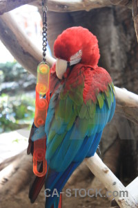 Green white parrot animal bird.