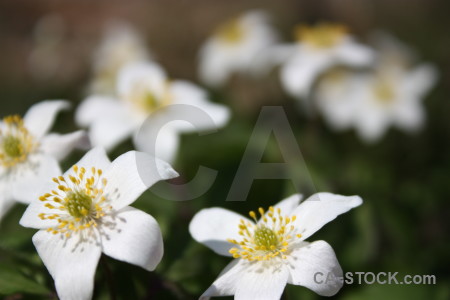 Green white plant flower.