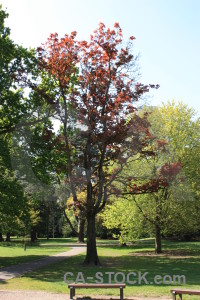 Green white tree.