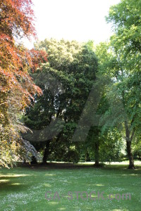 Green white tree.