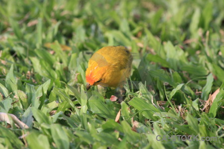 Green yellow bird animal.