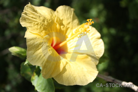 Green yellow flower plant.