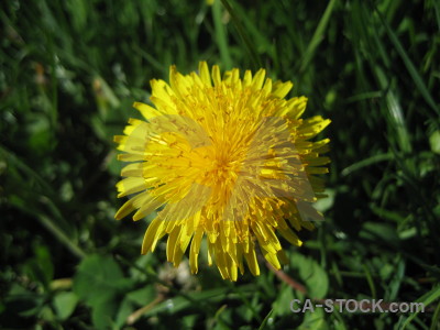 Green yellow flower plant.