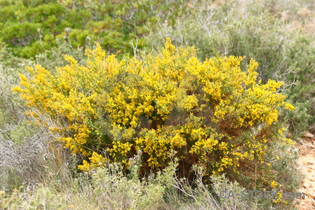 Green yellow nature texture.