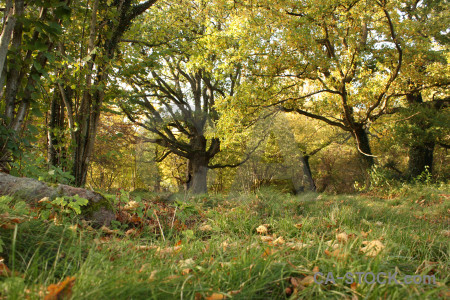 Ground yellow green forest.