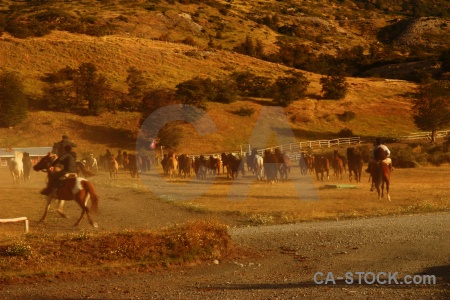 Herd horse torres del paine patagonia circuit trek.