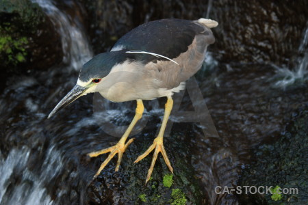 Heron animal bird.