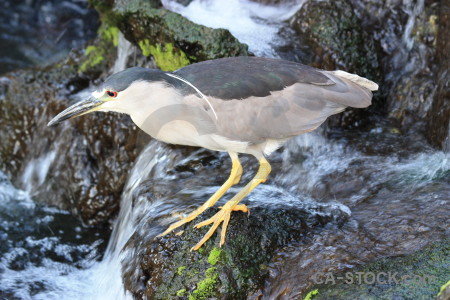 Heron bird animal.