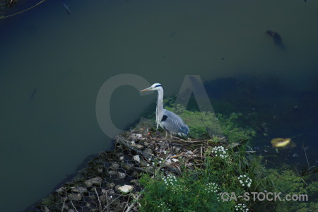 Heron green bird animal.