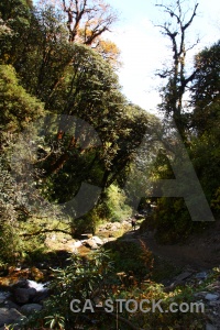 Himalayan water south asia tree forest.