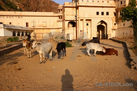 Hindu jaipur archway animal galtaji.