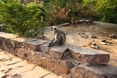 Hindu south asia tree temple india.