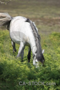 Horse green animal.